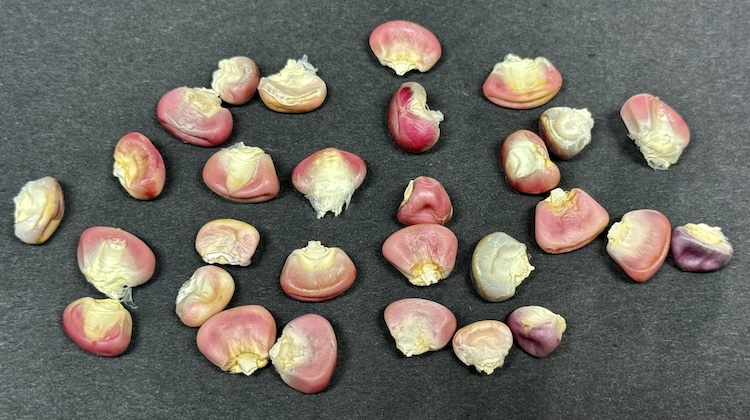 Nitrogen Fixing Corn Seeds, Giant Pink